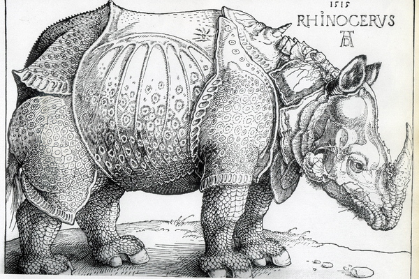 Duerers-nashorn